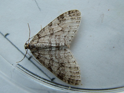 Early Tooth-striped